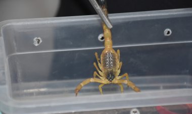 Kurdek dûpişkên metirsîdar xwedî dike