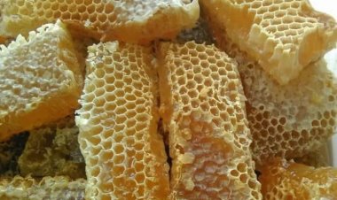 Cureyên hinguv li Çiyayê Kurmênc- Efrînê