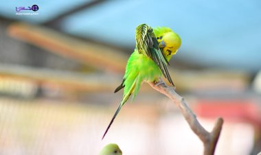 Çend wêneyên çivîkan li Kurdistanê