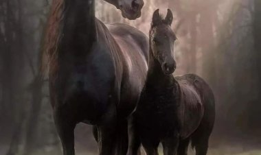 Ma kê leşker tev reş da?