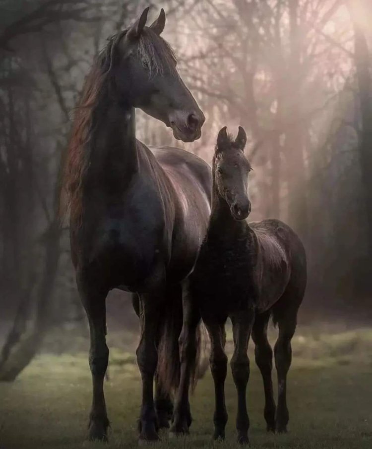 Ma kê leşker tev reş da?