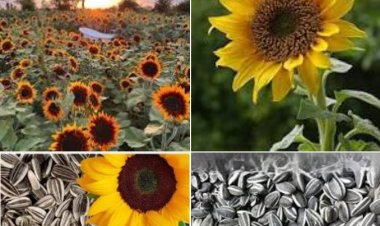 Zeyta an Cerba dendikȇn gulaberbero