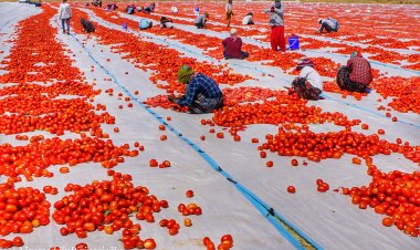 Hişkirina Bacanên Sor li Amedê