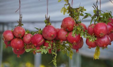 Li Helebçe Festîvala Hinaran û Payîzê Destpêkir