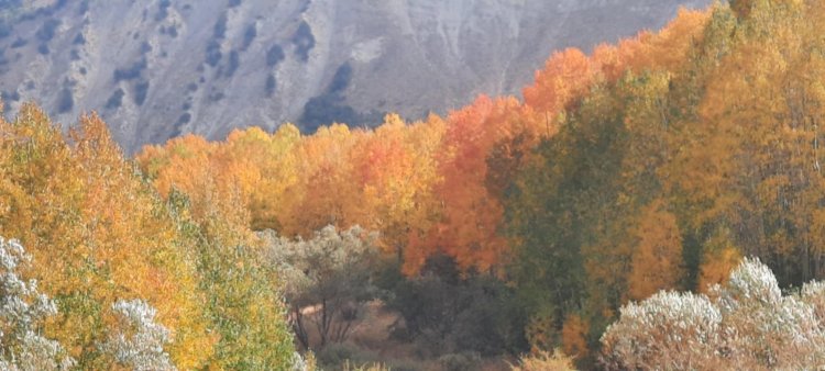 Çend Dimenên Payîza Devera Colemêrgê