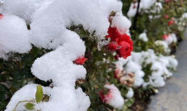 Barîna Berfê li Herêma Kurdistanê