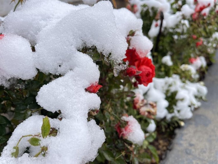 Barîna Berfê li Herêma Kurdistanê
