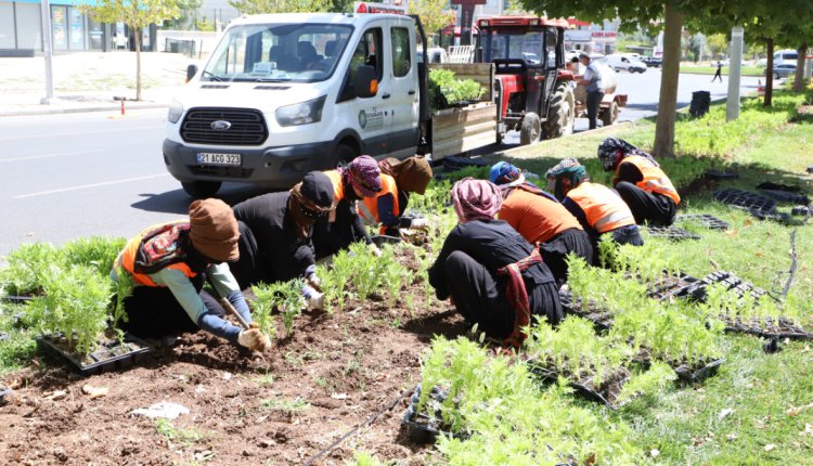 Şaredariyê 1 milyon şitil li Amedê çandin